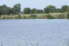 8.-Swans-on-Huntspill-River-at-Gold-corner