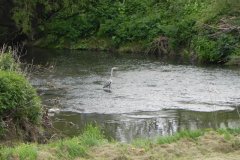 1.-Heron-near-Hainbury-Mill