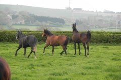 1.-Horses-by-Alford-Mill