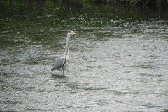 2.-Heron-near-Hainbury-Mill