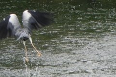 3.-Heron-near-Hainbury-Mill