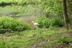 15. Decoy Heron Chargot House pond weir