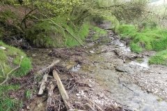 1. Flowing through Chargot Woods (1)