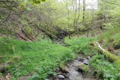 1. Flowing through Chargot Woods (10)