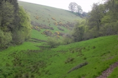 1. Flowing through Chargot Woods (14)