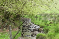 1. Flowing through Chargot Woods (2)