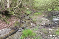 1. Flowing through Chargot Woods (3)
