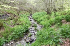 1. Flowing through Chargot Woods (4)