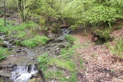 1. Flowing through Chargot Woods (5)