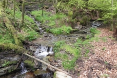 1. Flowing through Chargot Woods (6)