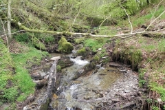 1. Flowing through Chargot Woods (7)