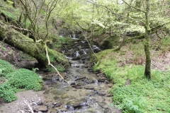 1. Flowing through Chargot Woods (8)