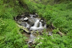 10. Flowing through Chargot Woods  (1)