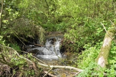 10. Flowing through Chargot Woods  (10)