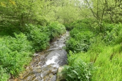 10. Flowing through Chargot Woods  (11)