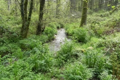 10. Flowing through Chargot Woods  (13)