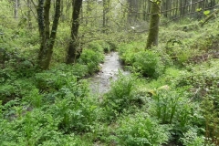 10. Flowing through Chargot Woods  (13)