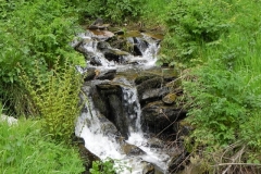 10. Flowing through Chargot Woods  (2)