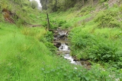 10. Flowing through Chargot Woods  (3)