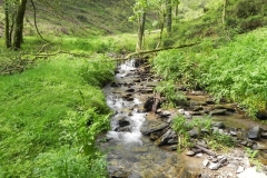 10. Flowing through Chargot Woods  (8)
