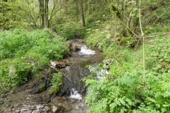 10. Flowing through Chargot Woods  (9)