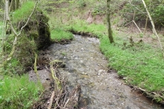 12. Flowing through Chargot Woods  (1)