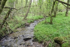 12. Flowing through Chargot Woods  (2)