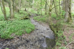 12. Flowing through Chargot Woods  (3)