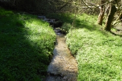 5. Flowing through Colyhill Wood (1)