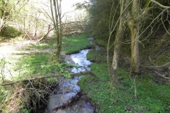 5. Flowing through Colyhill Wood (2)