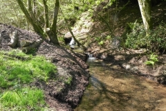 5. Flowing through Colyhill Wood (3)