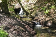 5. Flowing through Colyhill Wood (4)