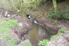 5. Flowing through Colyhill Wood (5)