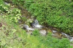 7. Flowing through Chargot Woods (1)