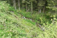 7. Flowing through Chargot Woods (2)