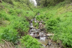 7. Flowing through Chargot Woods (3)
