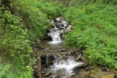 7. Flowing through Chargot Woods (4)