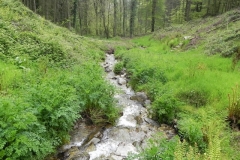 7. Flowing through Chargot Woods (5)
