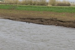 13.-Downstream-from-Perrymoor-Rhyne-3