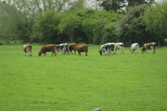 13.-Pitney-Steart-Bridge-Cows