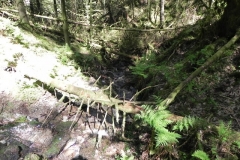 10. Flowing through Chargot  Woods