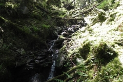 11. Flowing through Chargot  Woods
