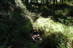 3. Flowing through Chargot  Woods