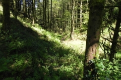 5. Flowing through Chargot  Woods