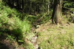 6. Flowing through Chargot  Woods