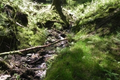 7. Flowing through Chargot  Woods