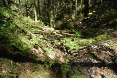 8. Flowing through Chargot  Woods
