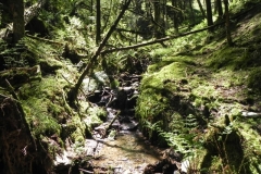 9. Flowing through Chargot  Woods
