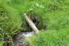 14. Flowing through Chargot Woods