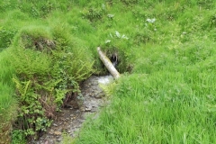 15. Flowing through Chargot Woods